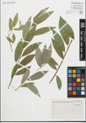 Foto von Salix fragilis L.